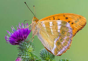 Kaisermantel (Argynnis paphia), 25.06.2018