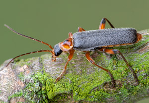 Graugelber Weichkäfer (Cantharis nigricans), 02.05.2019