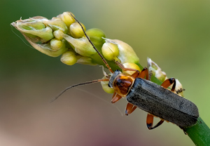 Cantharis nigricans