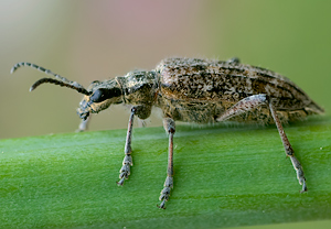 Schrotbock (Rhagium inquisitor) &ndash; Foto 3