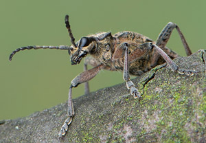 Schrotbock (Rhagium inquisitor), 17.04.2019