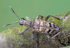 Schrotbock (Rhagium inquisitor), 17.04.2019