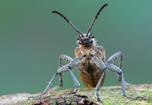 Schrotbock (Rhagium inquisitor), 29.05.2019