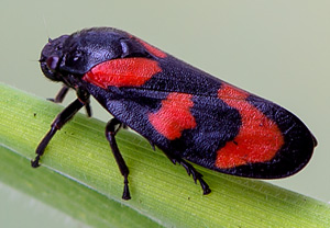 Gemeine Blutzikade (Cercopis vulnerata), 20.05.2013