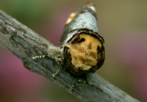 Mondvogel (Phalera bucephala) – Foto 3