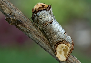 Mondvogel (Phalera bucephala)