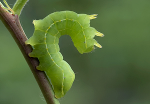 Herbst-Rauhaareule (Asteroscopus sphinx) &ndash; Foto 4