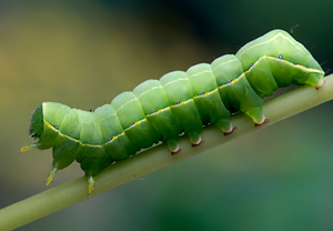 Herbst-Rauhaareule (Asteroscopus sphinx) &ndash; Foto 5