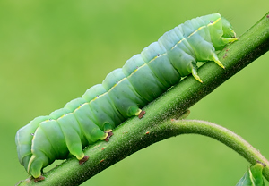 Herbst-Rauhaareule (Asteroscopus sphinx) &ndash; Foto 6