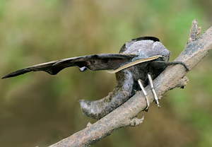 Abendpfauenauge (Smerinthus ocellata) &ndash; Foto 2