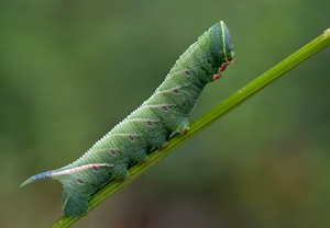 Abendpfauenauge (Smerinthus ocellata) &ndash; Foto 3