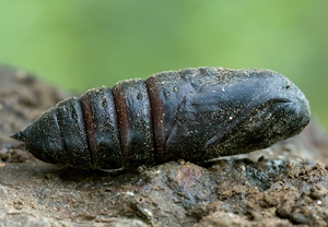 Abendpfauenauge (Smerinthus ocellata) &ndash; Foto 4