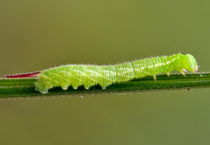 Abendpfauenauge (Smerinthus ocellata) &ndash; Foto 6