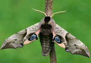 Abendpfauenauge (Smerinthus ocellata)