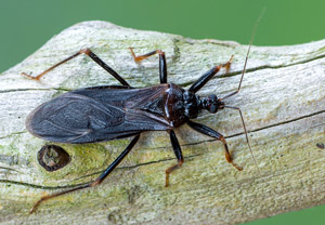 Große Raubwanze (Reduvius personatus), 05.06.2019