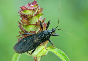 Große Raubwanze (Reduvius personatus)