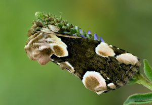 Roseneule (Thyatira batis) &ndash; Foto 4