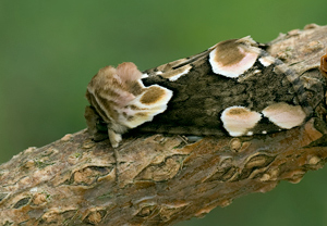 Roseneule (Thyatira batis)