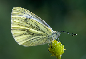 Rapsweißling (Pieris napi) – Foto 1