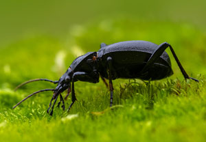 Gewöhnlicher Schaufelläufer (Cychrus caraboides), 11.10.2022, Gostyn