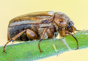Junikäfer (Amphimallon solstitiale), 06.07.2013