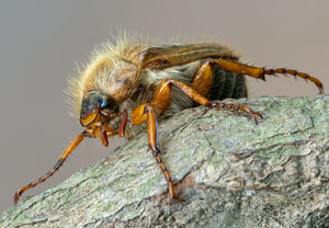 Junikäfer (Amphimallon solstitiale), 01.07.2021, Hürth