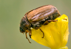 Junikäfer (Amphimallon solstitiale), Asterstein
