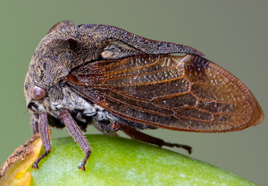 Dornzikade (Centrotus cornutus), 21.06.2020