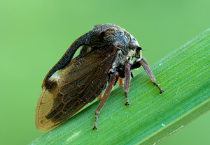 Dornzikade (Centrotus cornutus) &ndash; Foto 1