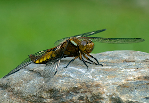 Plattbauch (Libellula depressa) – Foto 2
