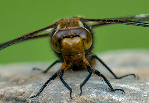 Plattbauch (Libellula depressa) – Foto 3