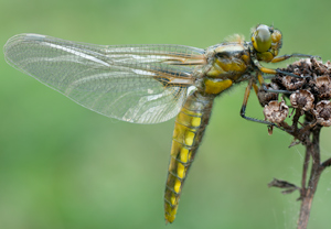 Plattbauch (Libellula depressa), 22.04.2011