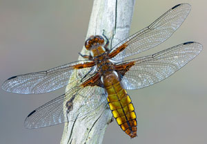 Plattbauch (Libellula depressa), 30.06.2019