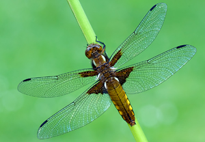 Plattbauch (Libellula depressa)