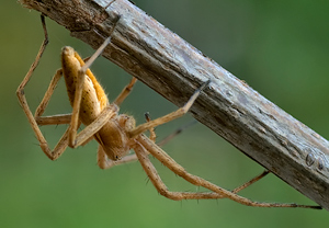 Listspinne (Pisaura mirabilis) – Foto 2