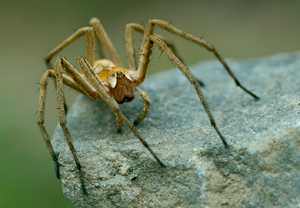 Listspinne (Pisaura mirabilis) – Foto 1