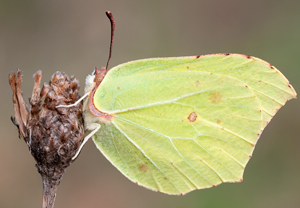 Zitronenfalter (Gonepteryx rhamni) – Foto 2