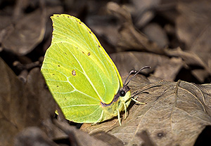 Zitronenfalter (Gonepteryx rhamni) – Foto 3