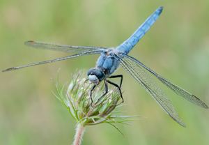 Großer Blaupfeil (Orthetrum cancellatum), 09.07.2011