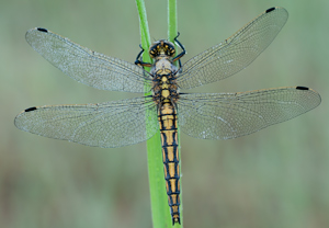 Großer Blaupfeil (Orthetrum cancellatum), 05.06.2011