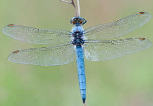 Großer Blaupfeil (Orthetrum cancellatum), 09.07.2011