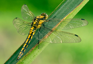 Großer Blaupfeil (Orthetrum cancellatum)