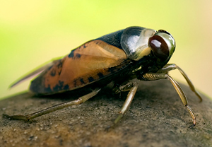 Gemeiner Rückenschwimmer (Notonecta glauca), Wyry