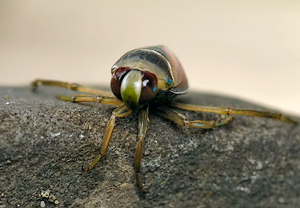 Gemeiner Rückenschwimmer (Notonecta glauca), Wyry