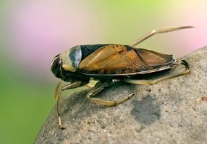 Gemeiner Rückenschwimmer (Notonecta glauca)
