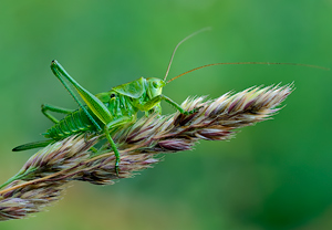 Großes Heupferd (Tettigonia viridissima) &ndash; Foto 2