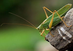 Großes Heupferd (Tettigonia viridissima) &ndash; Foto 3