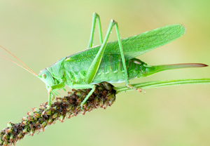 Großes Heupferd (Tettigonia viridissima), 28.07.2012