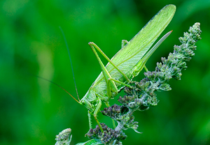 Großes Heupferd (Tettigonia viridissima)