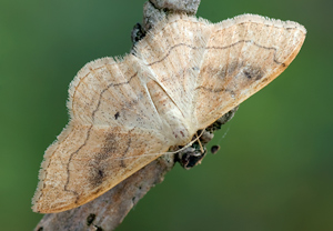 Rötlichgelber Zwergspanner (Idaea rubraria) &ndash; Foto 1